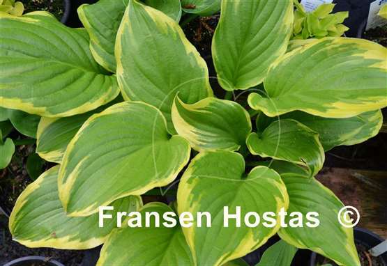 Hosta Miss Mitzi